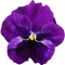 pansy-g428418a76_640