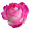 rose-gd68bf776f_640